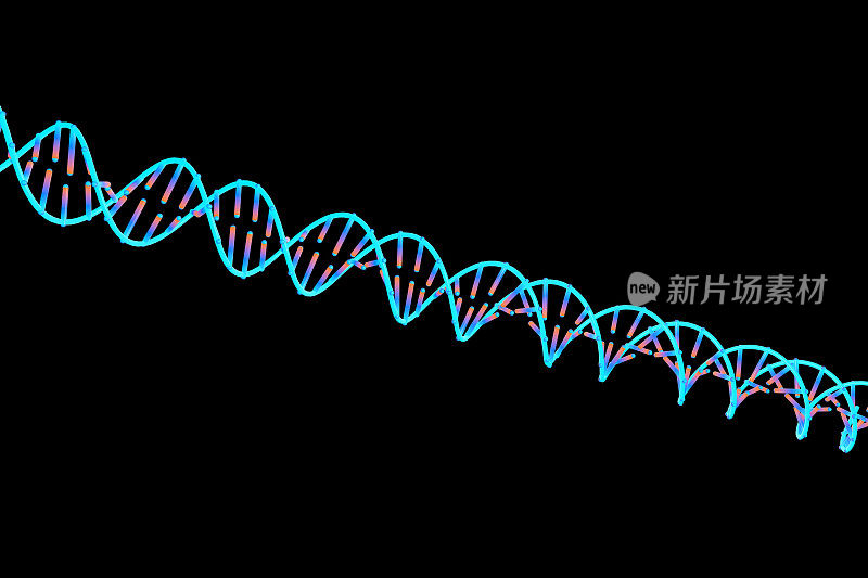 DNA的双螺旋结构