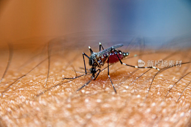 蚊子在人体皮肤上吸血。