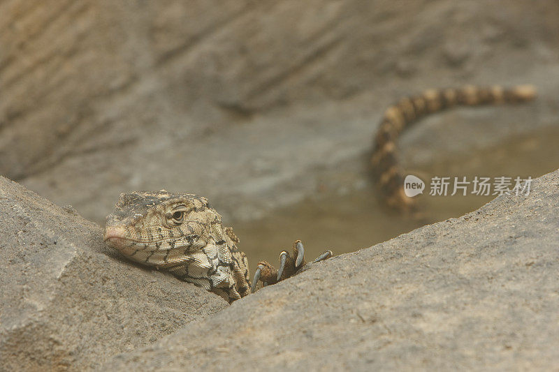 岩石上蜥蜴的特写镜头