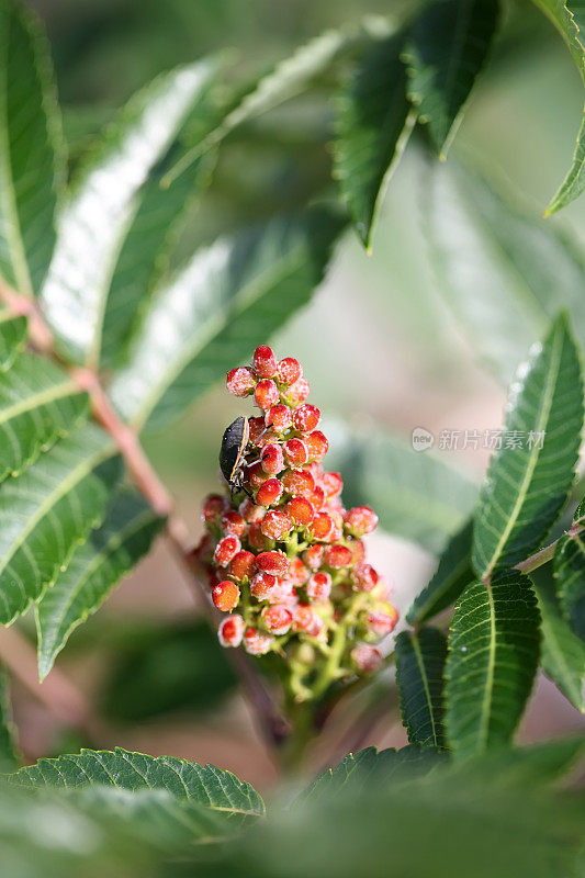 红漆树浆果上的硬壳昆虫