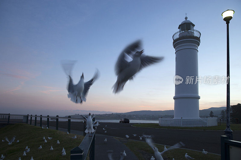 黄昏时分，Kiama灯塔附近飞翔的模糊海鸥