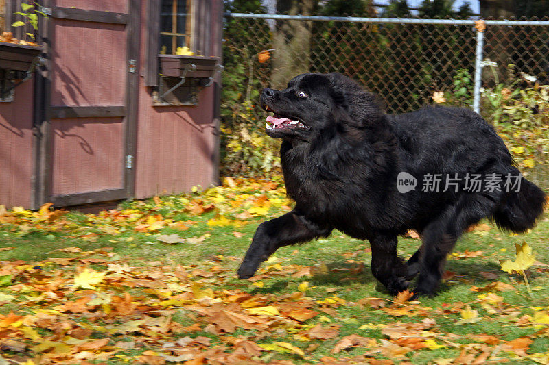 加拿大:纽芬兰犬