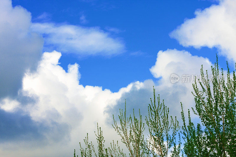 白杨树和天空