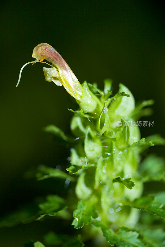 木水苏属植物;马先蒿属植物