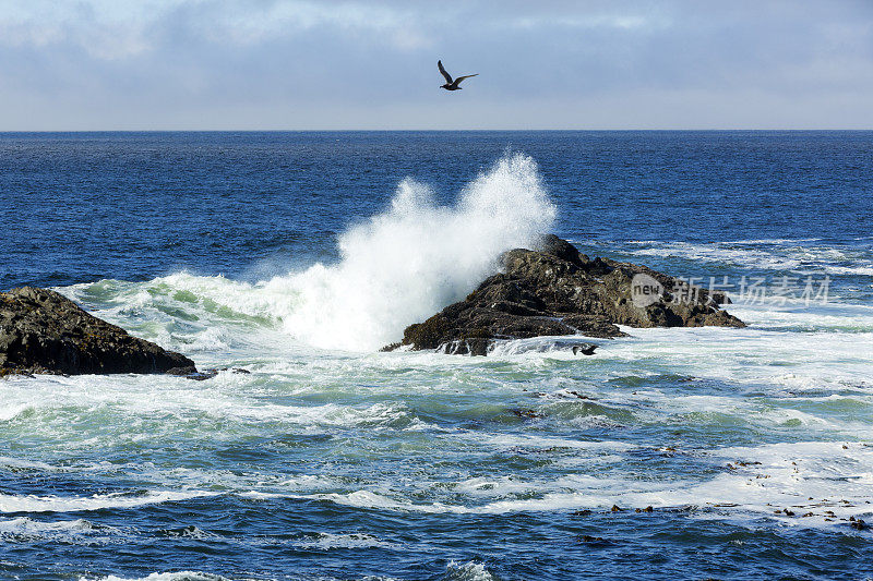 Ucluelet,温哥华岛