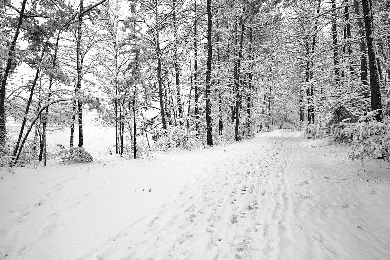 树林里的雪道