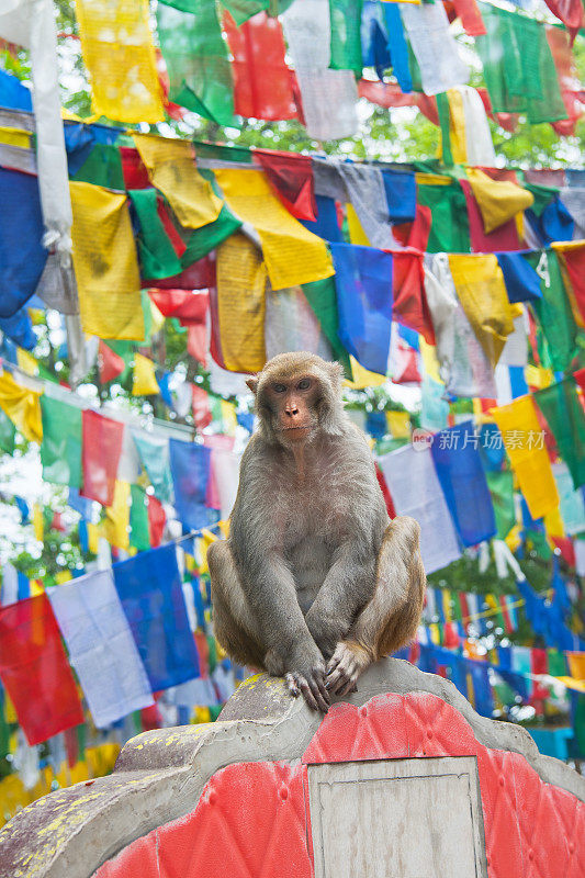 印度大吉岭Mahakal寺的猴子