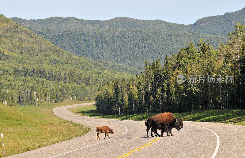 野牛穿越高速公路