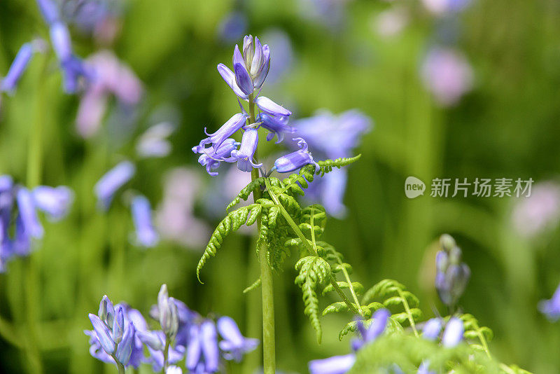 野风信子花