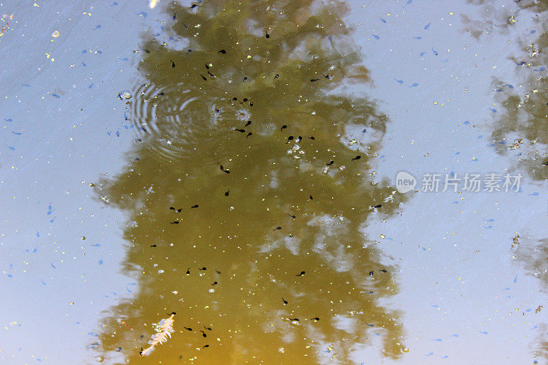 在树的倒影中可见蝌蚪的天然池塘图像