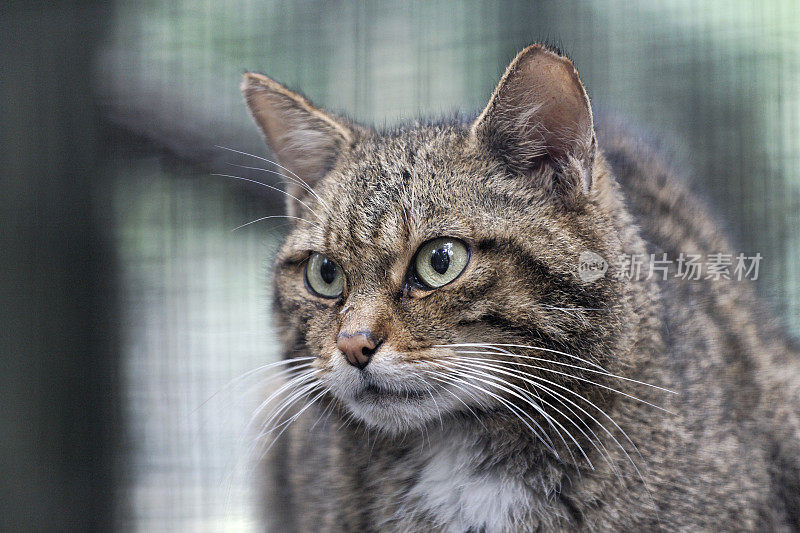 苏格兰野猫