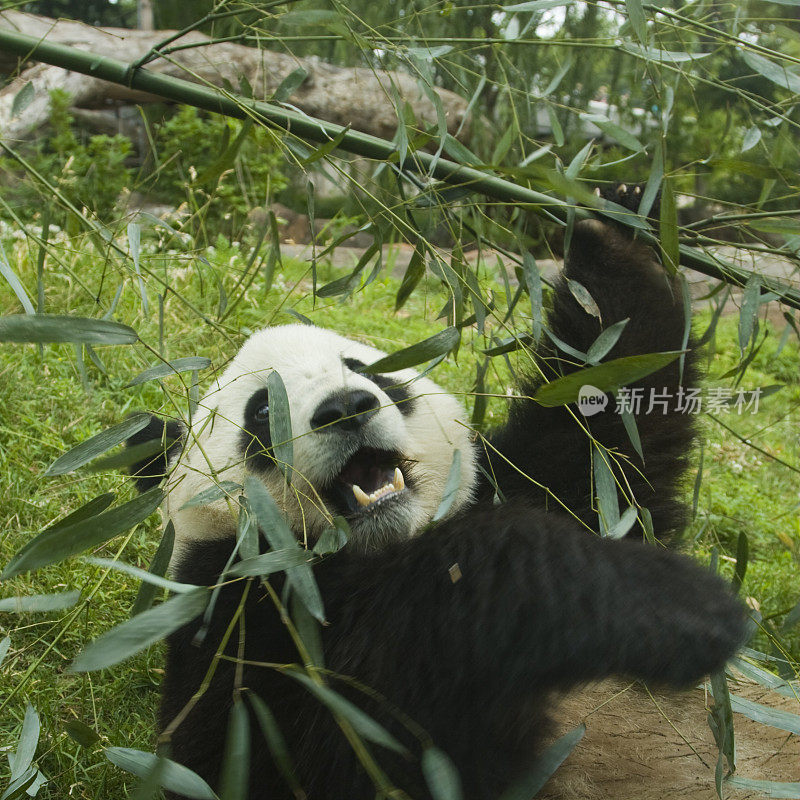 大熊猫和竹子