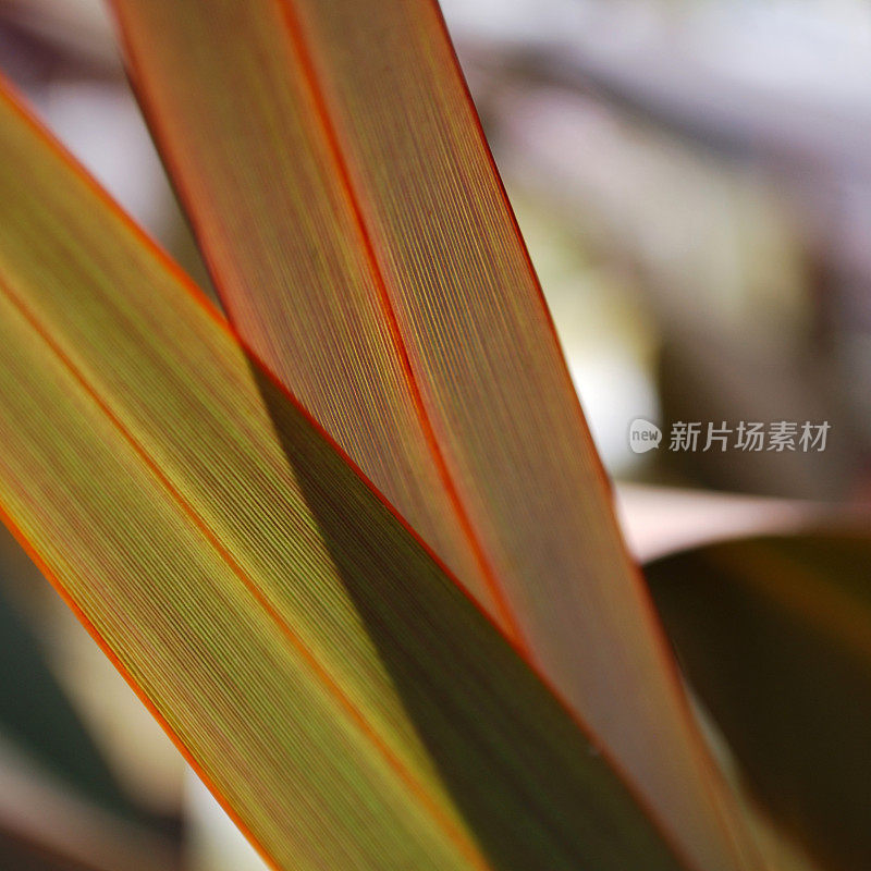 新西兰亚麻(Phormium)