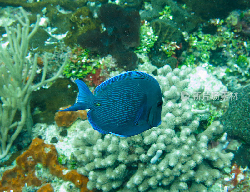 马尔代夫海洋深处美丽的自然和海洋生物