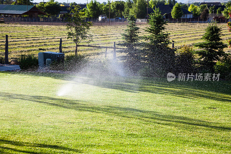 阳光明媚的犹他州大花园中的草坪洒水器