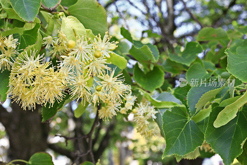 菩提树与花