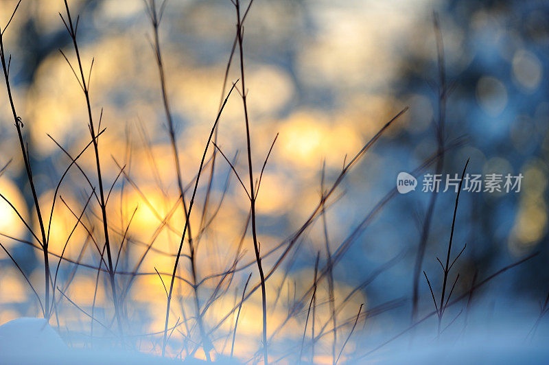 灌木丛的树枝在雪中