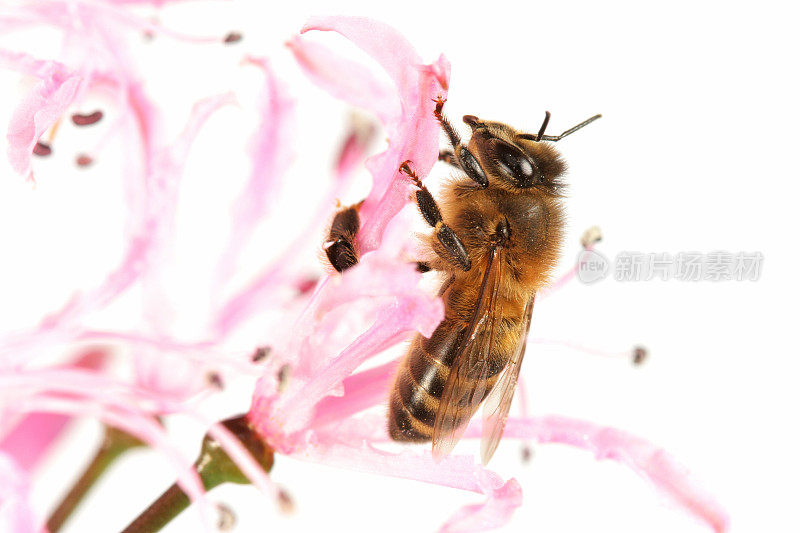 蜜蜂和粉红色的花朵