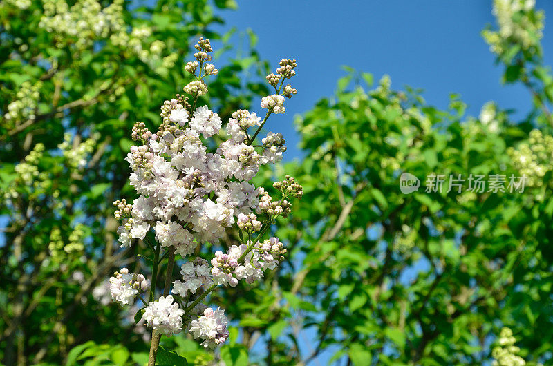 花淡紫色