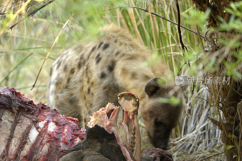 鬣狗和一头死非洲水牛