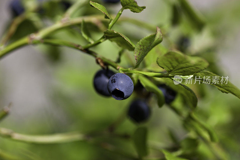 来自瑞典森林自然的野生蓝莓