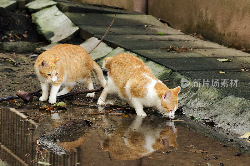 猫喝水