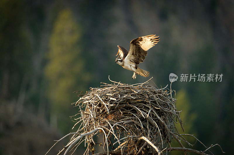 鱼鹰飞离巢穴