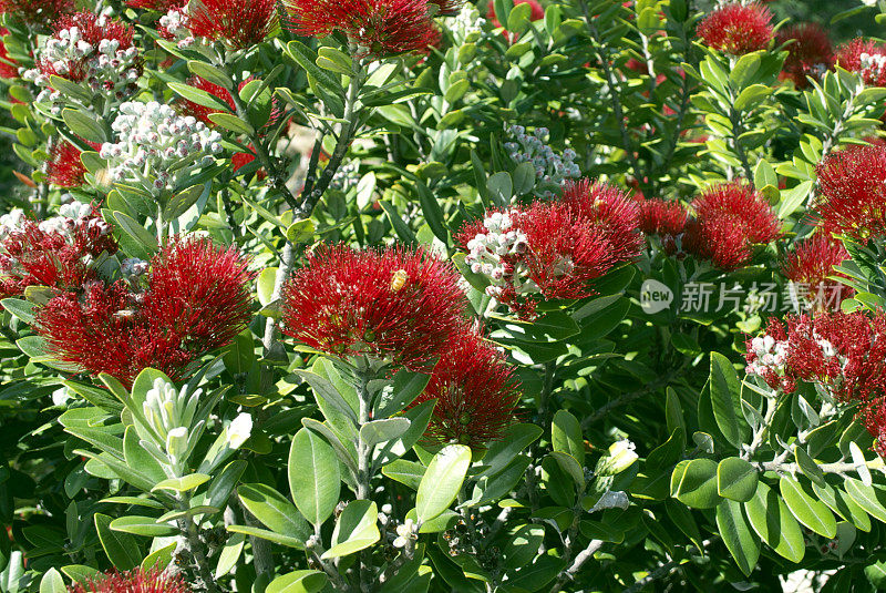 新西兰Pohutukawa