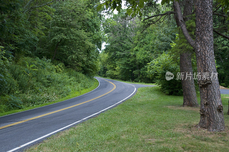 弯曲的森林道路