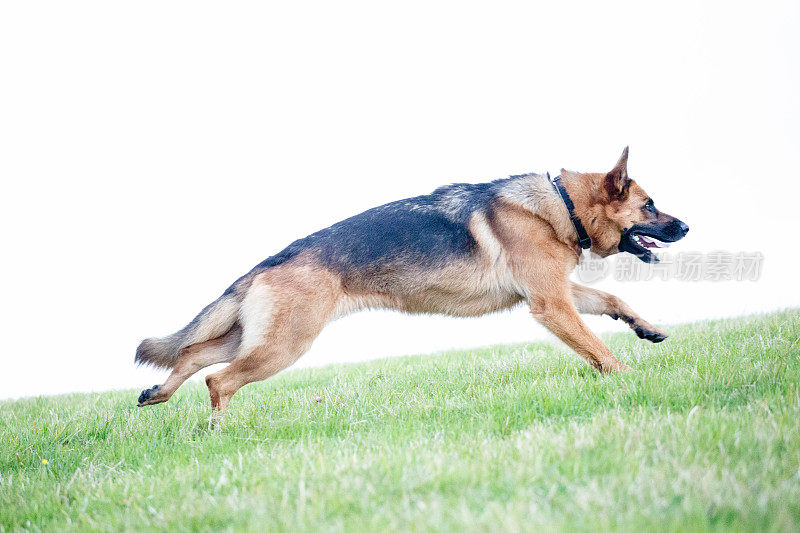 德国牧羊犬动作射击