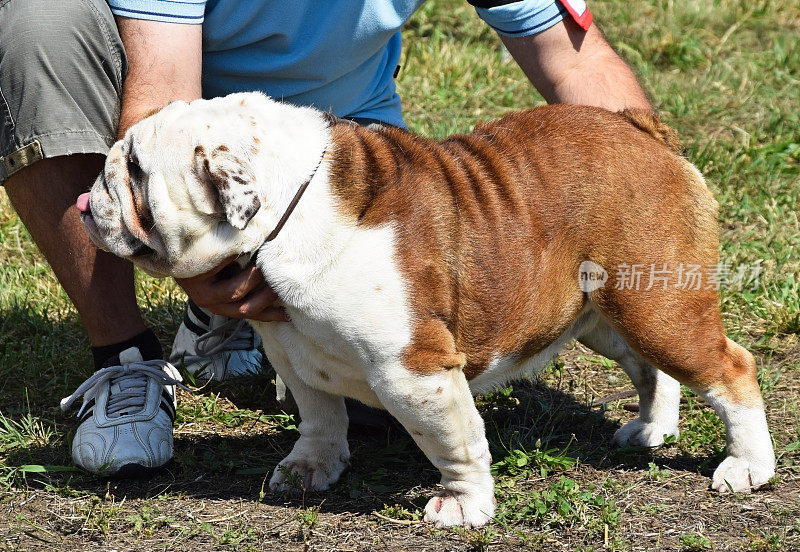 斗牛犬在狗展