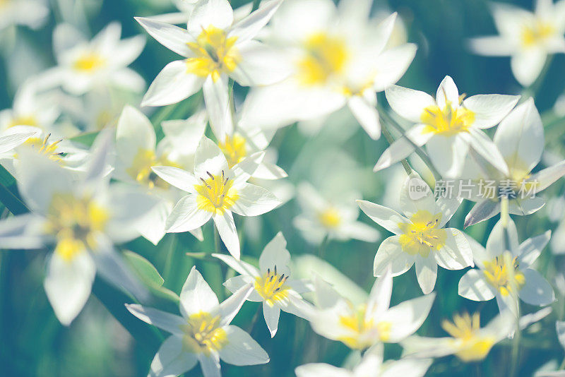 美丽的春天的花朵