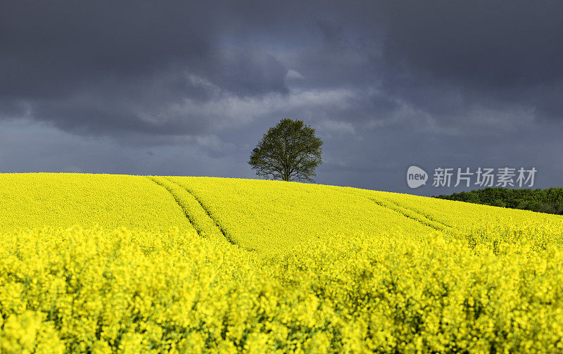 Schleswig-Holstein的Rapsfeld，