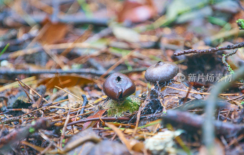 泡芙球-阿斯特赖奥斯在地中海松树林