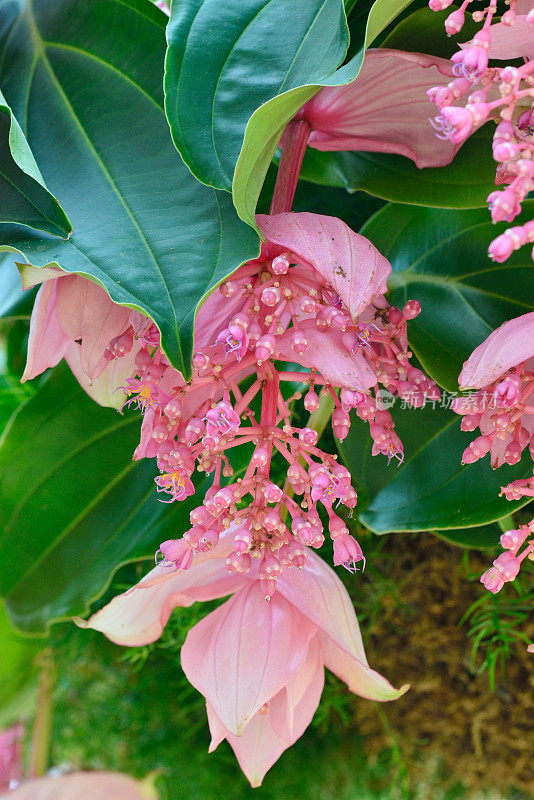 粉红色开花植物特写镜头