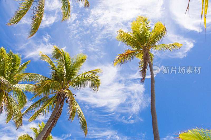 斐济的棕榈树。