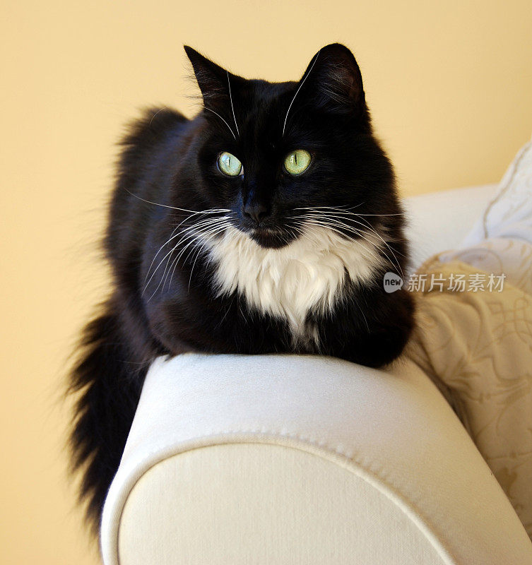 黑色和白色的猫在沙发扶手上