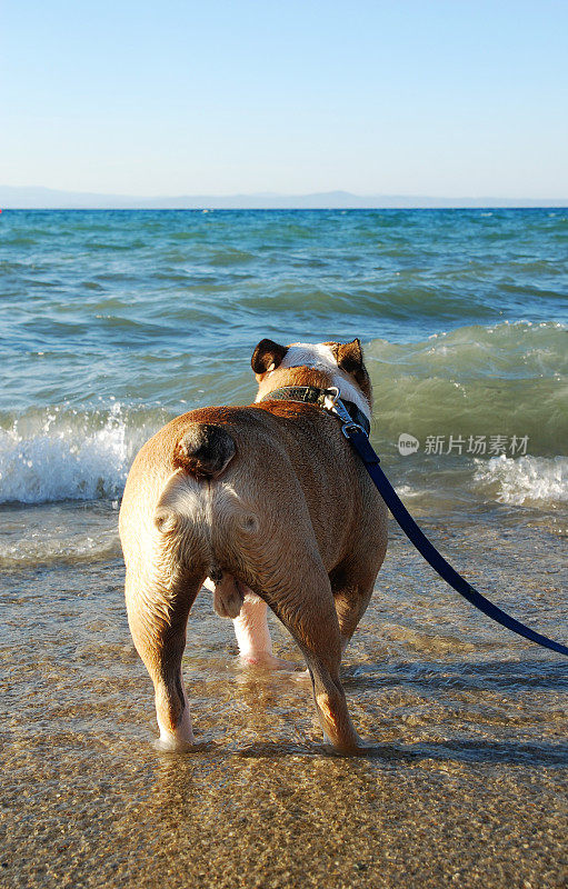 海滩上的斗牛犬