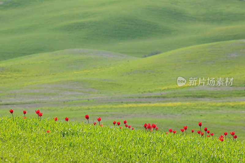 野生郁金香在翻滚的托斯卡纳风景