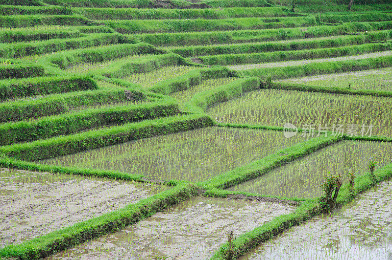 梯田Ricefield