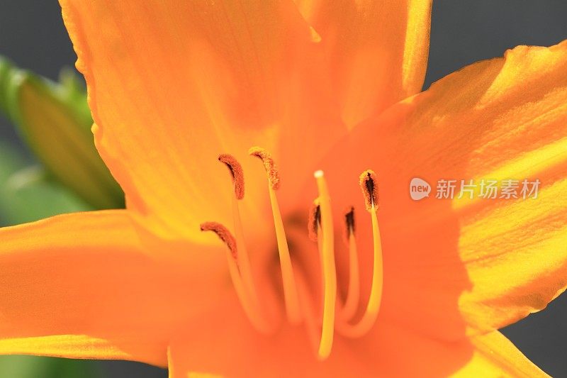 微距摄影对象中的橙色百合花