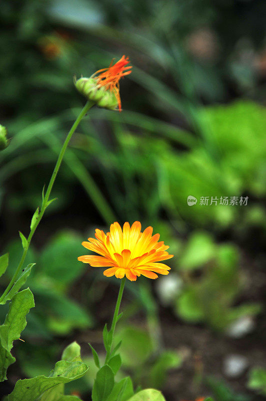 金盏花officinalis(万寿菊)