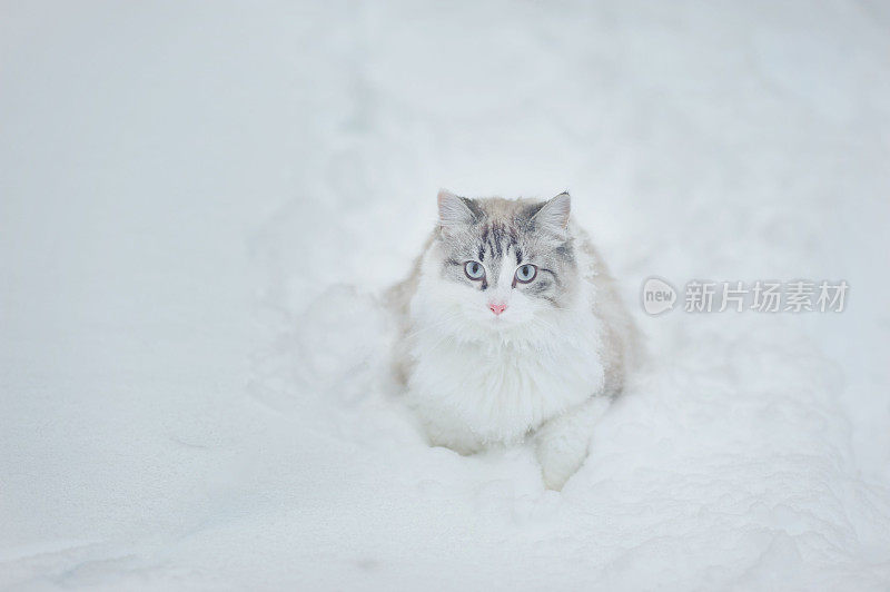 雪地里的缅因猫