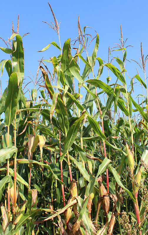 农业农场种植玉米棒子、玉米、甜玉米等作物，农田里一片蓝天