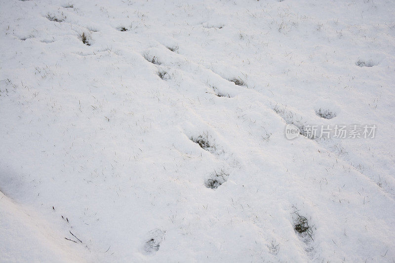刚下雪的冬天，鹿的足迹