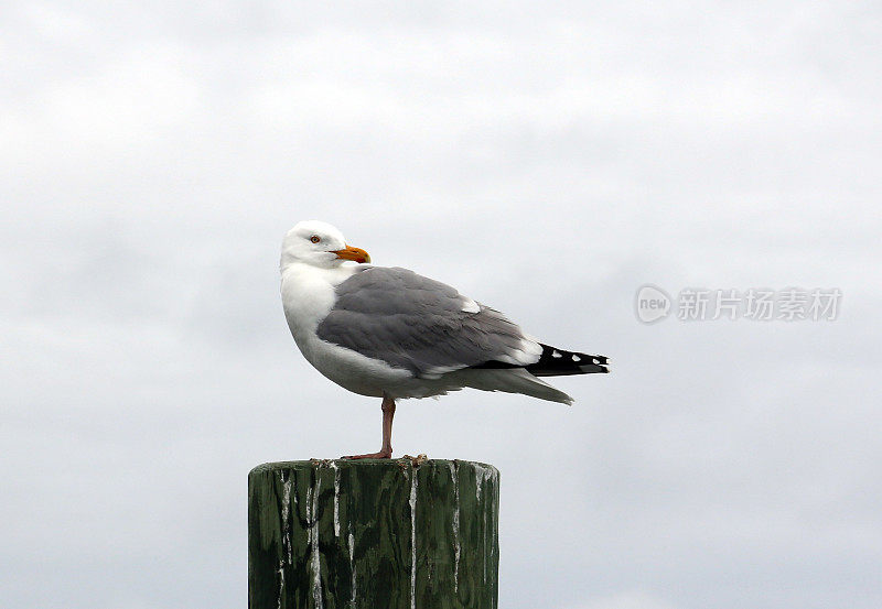 单脚海鸥