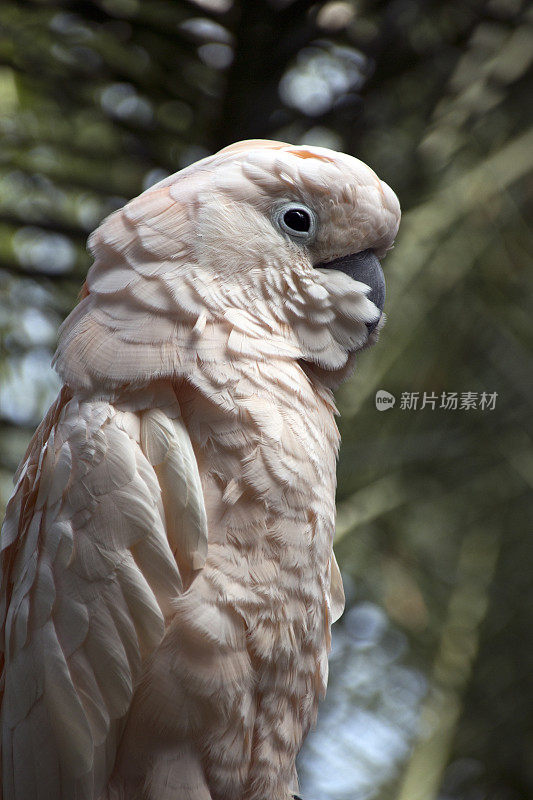 摩鹿加群岛的风头鹦鹉