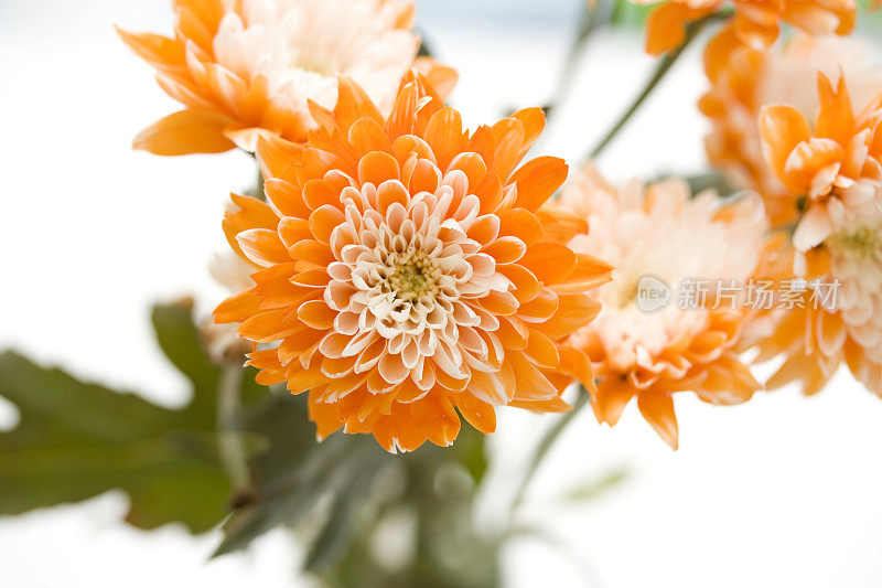 橙色的菊花