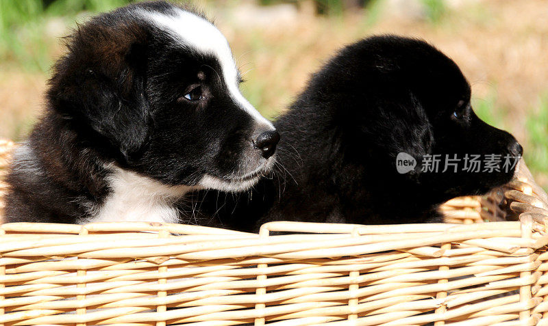 可爱的边境牧羊犬幼犬