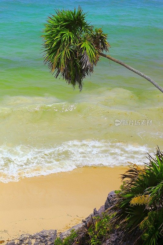 天堂:加勒比海玛雅里维埃拉荒芜的棕榈海滩